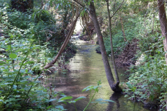 Der Duffesbach in Hürth-Knapsack, Bild: Andy Ramacher