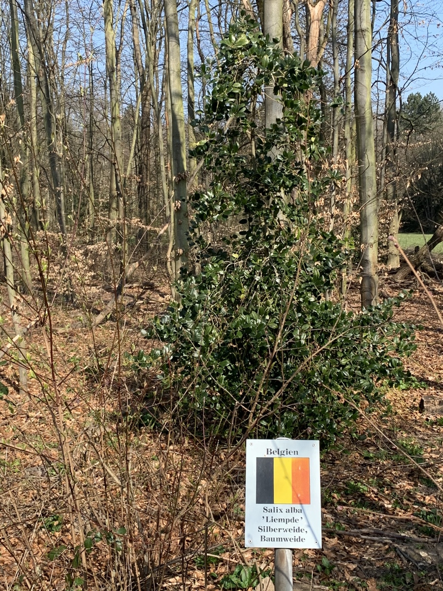 Der Kölner Friedenswald:  Bäume aus aller Welt als Symbol für die Völkerverständigung, Bild: Uli Kievernagel