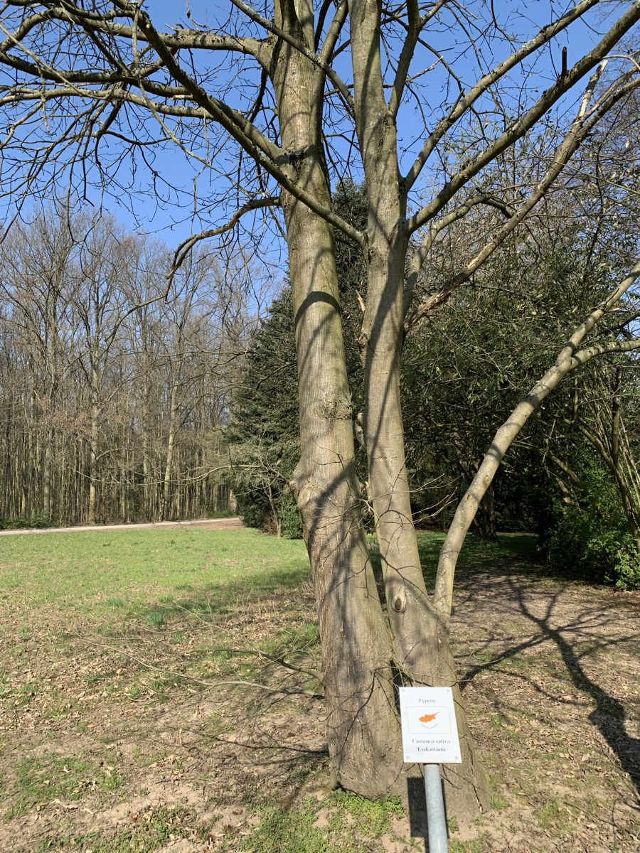 Der Kölner Friedenswald:  Bäume aus aller Welt als Symbol für die Völkerverständigung, Bild: Uli Kievernagel